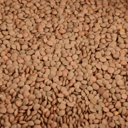 Organic Brown Lentils