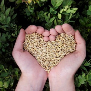 Oat, Cereals & Muesli